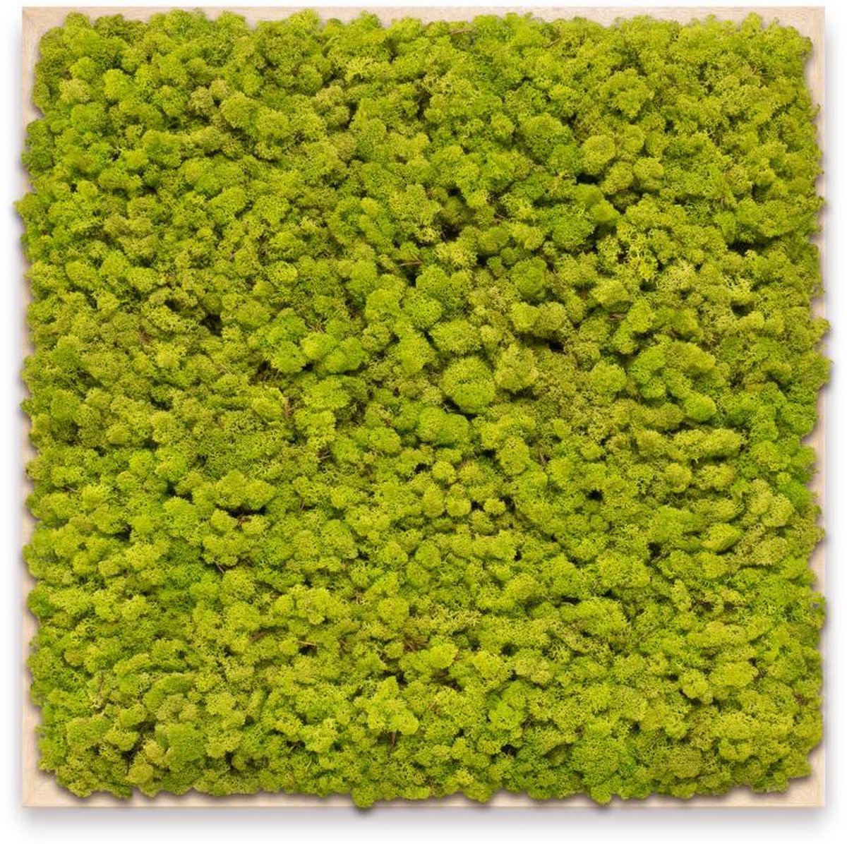 Mosschilderij 60cm x 60cm - rendiermos kleur: Spring Green - lijst: blank hout