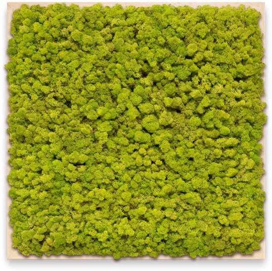 Mosschilderij 60cm x 60cm - rendiermos kleur: Spring Green - lijst: blank hout