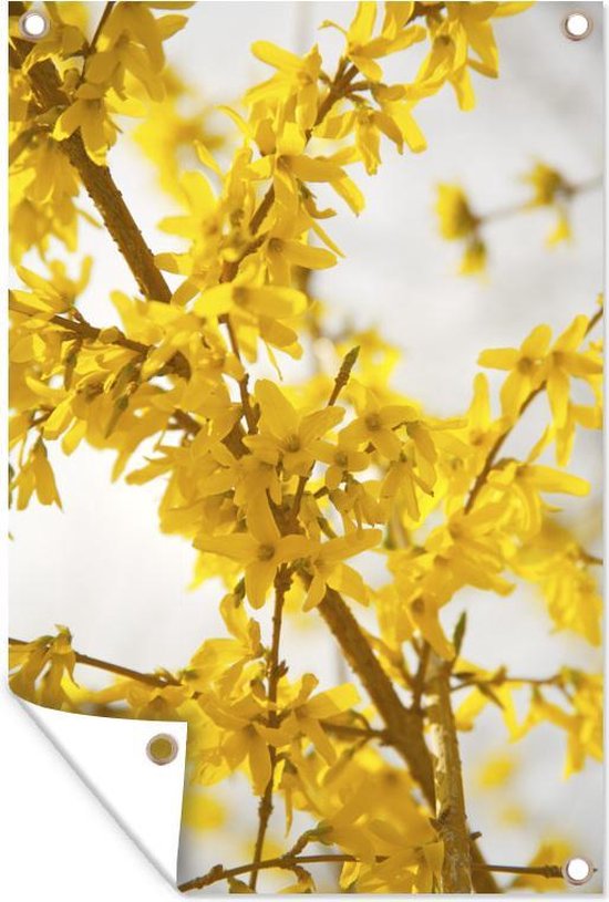 Gele bloemen van een Forsythia plant Tuinposter 40x60 cm - klein - Tuindoek  /... | bol.com