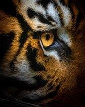 Schilderij closeup tijger 70 x 100 - Pixello - canvas - woonkamer - slaapkamer - dieren - print