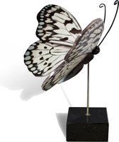 Handgemaakte Urn Vlinder (Idea Leuconoe)