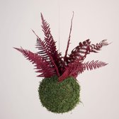 Onderhoudsvrije Kokedama - moskleur: Moss Green - afm. 18 cm - bordeaux varen