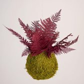 Onderhoudsvrije Kokedama - moskleur: Spring Green - afm. 18 cm - bordeaux varen