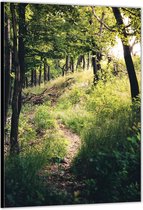 Dibond –Pad in het Bos– 40x60cm Foto op Aluminium (Wanddecoratie van metaal)