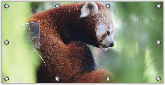 Tuinposter -Rode Panda in de Bossen- Foto op Tuinposter (wanddecoratie voor buiten en binnen)