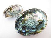 Abalone schelp