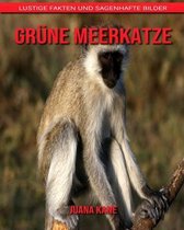 Grune Meerkatze
