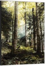 Dibond –Groen Bos– 30x40cm Foto op Aluminium (Wanddecoratie van metaal)