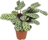 Ctenanthe Burle-marxii - ↑35-45 cm - Ø12 cm