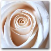 Dibond 80 x 80 cm Flower Photography.