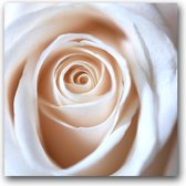 MN Collections - Schilderij - Flower Photography. - Wit, Geel En Beige - 70 X 70 Cm