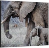 Dibond –Moeder met Baby Olifant -100x100 Foto op Aluminium (Met ophang