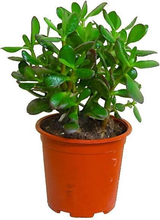 Crassula Ovata Arbre de Jade Plante d'Intérieur pour Bureaux en pot de 12 cm 