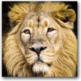 MN Collections - Schilderij - Animal Photography. - Zwart En Wit - 100 X 100 Cm