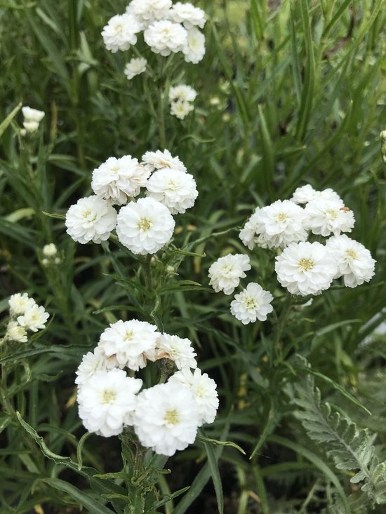 6 x Achillea ptarmica 'The Pearl' Duizendblad P9 Pot (9x 9cm
