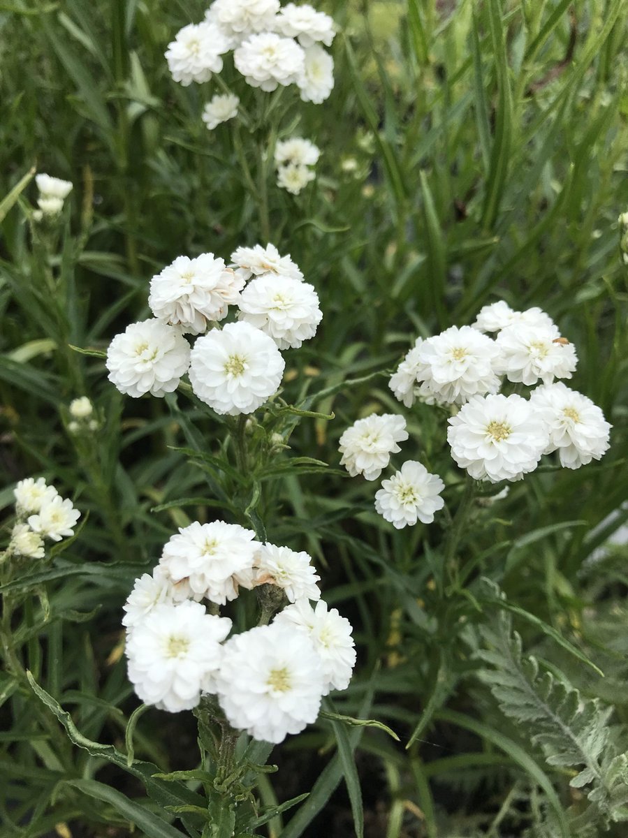 Achillée millefeuille 'Schneetaler