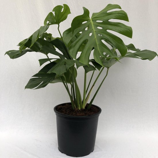 Monstera Gatenplant | Hoogte 120cm