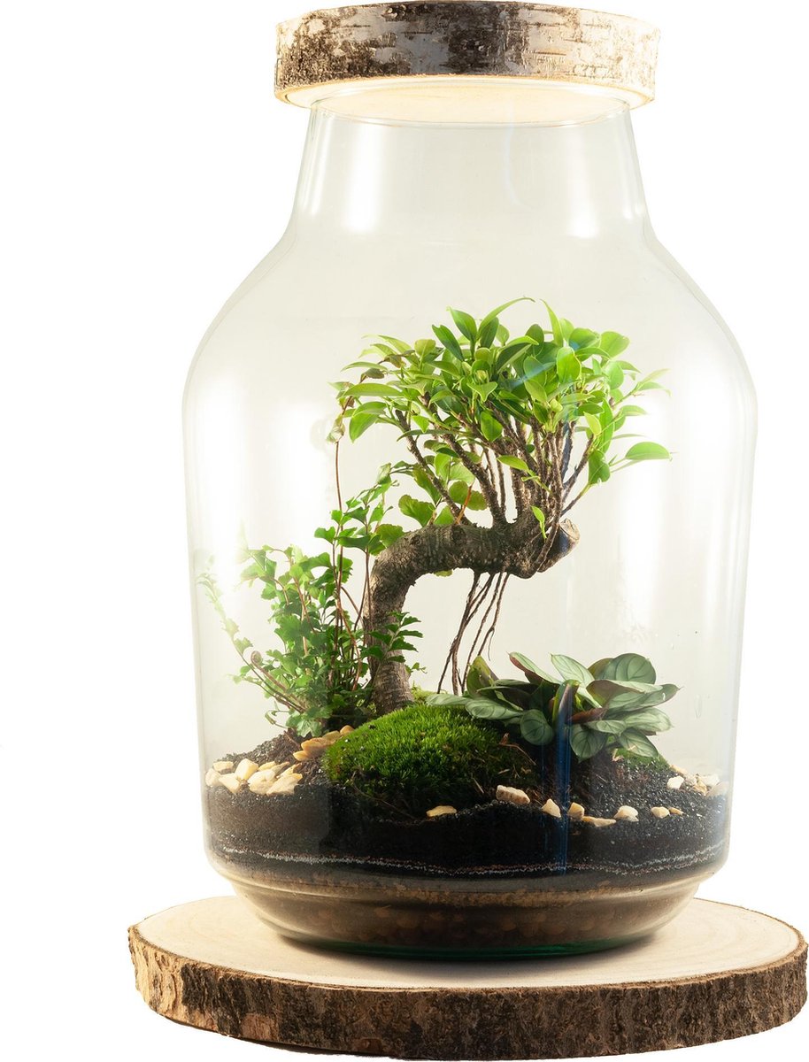Power of Nature kant en klaar ecosysteem in glas - Boomstam Bonsai Ficus  Retusa | bol.com