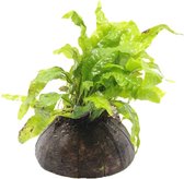 AQUAlook Halve cocosnoot met microsorum Waterplant
