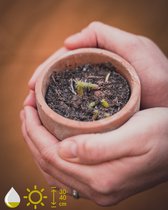Grow your ownn kweekset - Echinocactus Grusonii (Schoonmoedersstoel) - Kamerplant Kweekset