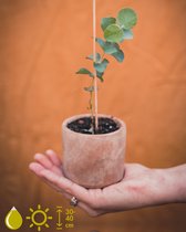 Grow your ownn kweekset - Eucalyptus Cinerea (Silver Dollar) - Kamerplant Kweekset