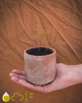 Grow your ownn kweekset - Asparagus Plumosus Nana (Aspergeplant) - Kamerplant Kweekset