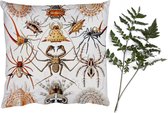 Sierkussens - Kussentjes Woonkamer - 40x40 cm - Retro - Spin - Ernst Haeckel - Spinnen