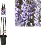 Plantenboetiek.nl | Wisteria Sinensis +light Label - Ø 23cm - Hoogte 115cm