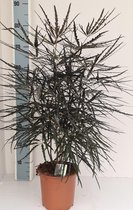Plantenboetiek.nl | Dizygotheca Elegantissima - Ø 19cm - Hoogte 65cm