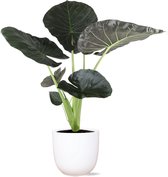 Plantenboetiek.nl | Alocasia Regal Shield in Boule WIT pot - Kamerplant - Hoogte 110cm - Potmaat 24cm