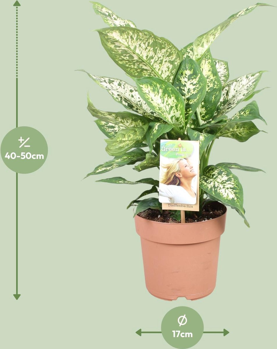 Plantenboetiek.nl | Dieffenbachia Compacta - Ø17cm - 35-45cm hoog - Kamerplant - Groenblijvend