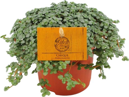 Pilea glauca