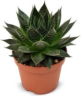 Plantenboetiek.nl | Aloe Ami - Kamerplant - Hoogte 15cm - Potmaat 10,5cm