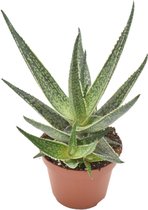 Plantenboetiek.nl | Aloe Riana - Kamerplant - Hoogte 15cm - Potmaat 10,5cm