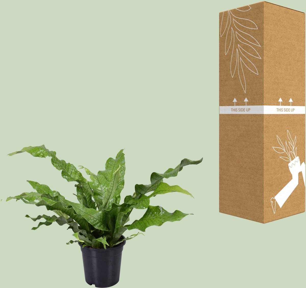 Plantenboetiek.nl | Microsorum Diversifolium - Ø17cm - 35-45cm hoog - Kamerplant - Groenblijvend