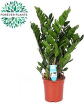 Plantenboetiek.nl | Zamioculcas Zamiifolia - Kamerplant - Hoogte 95cm - Potmaat 21cm