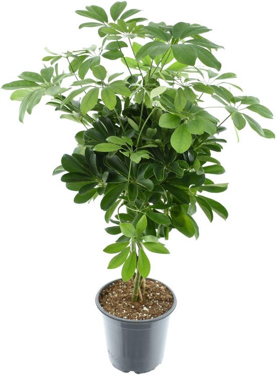 Plantenboetiek.nl | Schefflera Compacta Nora - Ø21cm - 65-75cm hoog - Kamerplant - Groenblijvend