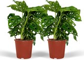 Plantenboetiek.nl | Monstera Monkey Leaf - Gatenplant | 2 stuks - Ø 12cm - Hoogte 30cm