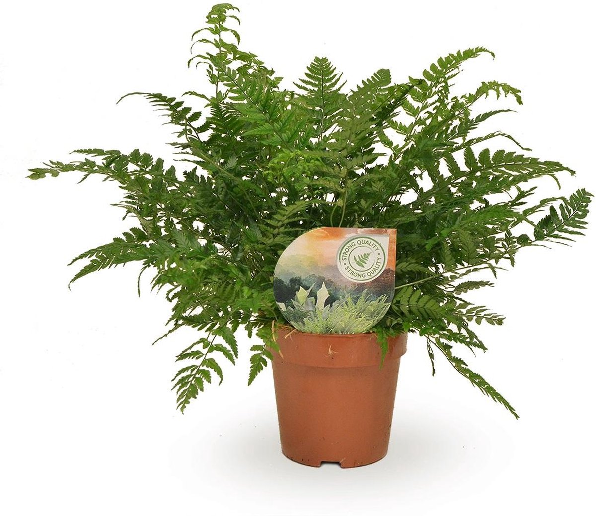 Plantenboetiek.nl | Polystichum Tsussimense / Athyrium - Ø12cm - 30cm hoog - Kamerplant - Groenblijvend