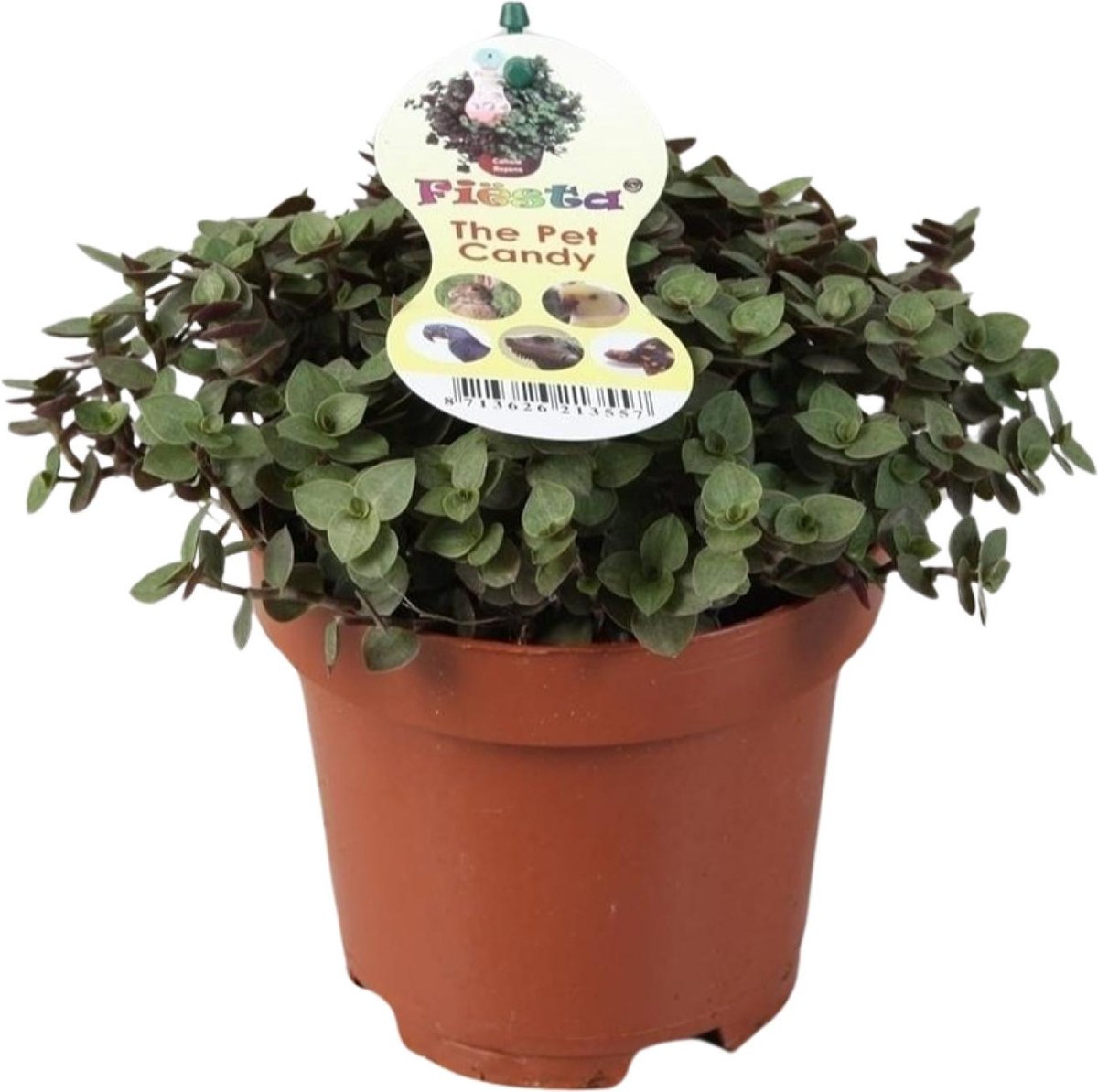 Plantenboetiek.nl | Callisia Repens - Ø12cm - 17cm hoog - Kamerplant - Groenblijvend