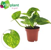 Plantenboetiek.nl | Epipremnum Aureum - Ø12cm - 25cm hoog - Kamerplant - Groenblijvend