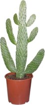 Plantenboetiek.nl | Opuntia Consolea - Kamerplant - Hoogte 55cm - Potmaat 17cm