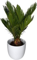 Outletplant - Cycas Revoluta - Kamerplant - Palm - In stenen pot - Pot 12cm - Hoogte 40cm
