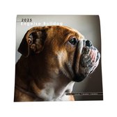 Engelse Bulldog Kalender - 44x22cm - Nietjes kalender - 6 talen - Inclusief boorgaatje - 1 September 2024 t/m 31 December 2025