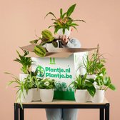 Plantje.nl - Groene Kneusjesbox inclusief bio sierpotten (10 stuks) - Vaderdag