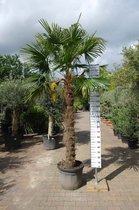 Winterharde Palmboom - Trachycarpus Fortunei - Stamhoogte 180 cm, totale hoogte 280 cm
