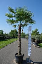 Winterharde Palmboom - Trachycarpus Fortunei - Stamhoogte 200 cm, totale hoogte 300 cm