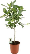Plantenboetiek.nl | Ficus Benghalensis Petite Audrey - Ø 21cm - Hoogte 95cm