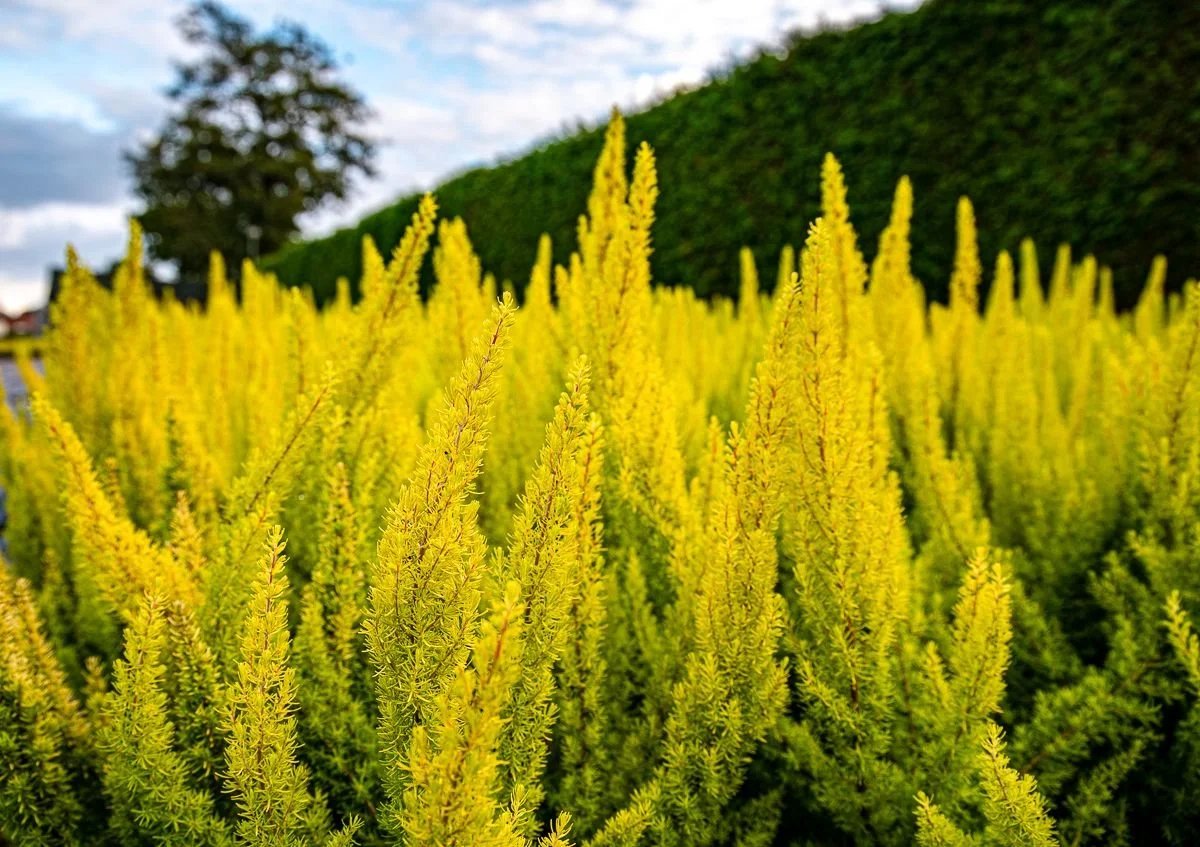 Boomheide Geel/Wit - 10 Stuks - Erica arborea 'Albert's Gold' - P9.5 - Plant - Tuinplant - Heide