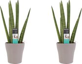 Goed & Groen - Decorum Duo Sansevieria Cylindrica met sierpot Anna taupe - ↨ 35cm - Potmaat 12 - Kwaliteit Planten - Kamer Plant - Kamerplanten - Sfeer